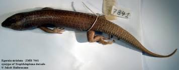 Image result for Steganotaenia hockii