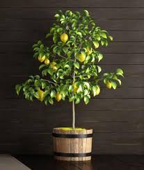 The trees are equally remarkable. Spring Inspiration The Charm Of Lemon Trees