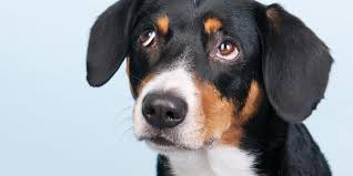 Jun 16, 2021 · diego carlos y lucas ocampos renovarán con el sevilla, tal y como publicó as hace unos días. Como Y Donde Puedo Adoptar Un Perro Redcanina Es