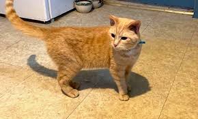 Salary estimates are based on 18 salaries submitted anonymously to indeed by data analyst. 7 Cute Kitties To Adopt Now In Minneapolis