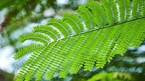The tree has a typical t shape which will leaf arrangement: Leafs Of Delonix Regia Flame Stock Footage Video 100 Royalty Free 1013477168 Shutterstock