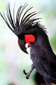 Tropical Bird With Hair On Head So This Was The Inspiration For Some Of The Hair Styles Of The 80 S Passaros Bonitos Passaros Domesticos Aves De Estimacao