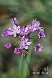 Maybe you would like to learn more about one of these? Wild Garlic Allium Drummondii By Susan Schroeder Wild Garlic Wild Flowers Wild