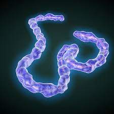 Marburg virus disease was initially detected in 1967 after simultaneous outbreaks in marburg and frankfurt in germany; Marburg Virus Medikament Ahnlich Zu Ebola Mittel Schlagt Bei Affen An Der Spiegel