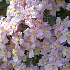 Click here to find out more. Clematis Montana Mayleen White Flower Farm