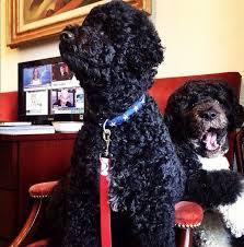 Former president barack obama's dog, bo, died saturday, may 8, 2021, after a battle with cancer, the obamas said on social media. Pin By Fontella Sea On I Love Being Home 2 Bo Obama Barack And Michelle Obama