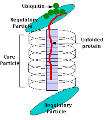 A large proteolytic particle found in the cytoplasm and nucleus of all eukaryotic cells that is the site for degradation of most intracellular. The Proteasome