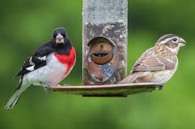 Pine grosbeak(m) pine grosbeak (m) pine grosbeak(f) rbgb female: Get Ready For Rose Breasted Grosbeaks Birds And Blooms