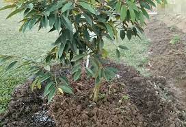 Memahami masa sesuai pemindahan ini mampu memberi kesan baik pada pertumbuhan tanaman kemudian hari. Sop Pembajaan Pokok Durian Berusia 1 Tahun My Info Berita