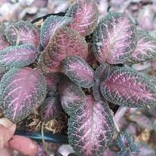 Bunga merupakan suatu keindahan yang mana ada beberapa tanaman yang menmbuat bunganya menjadi banyak orang sukai, seperti bunga edelwis. Jual Tanaman Bunga Hias Hidup Tanaman Bunga Gantung Episcia Kab Bogor Zahwaawa Tokopedia