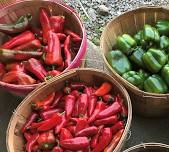 Nourse Farm @ Westborough Farmers Market