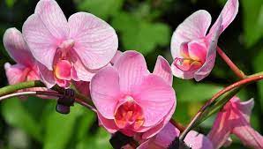 Esteticamente graziosa e molto profumata, per molto tempo è stata simbolo di raffinatezza, classe, eleganza ed armonia. Orchidea Significato E Cura Eurogiardinaggio