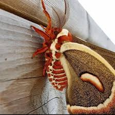 Image result for Cecropia