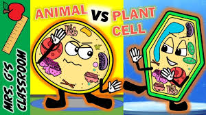 What Is The Difference Between Plant And Animal Cell Plant And Animal Cells Animal Cell Plant Cell