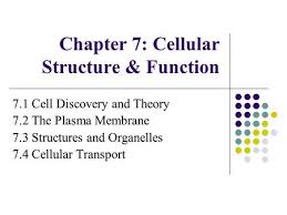 3 i was watching tv when i recognised my best friend! Chapter 7 Cellular Structure And Function 7 1 Vocabulary Cell Cell Theory Plasma Membrane Organelle Eukaryotic Cell Nucleus Prokaryotic Cell Ppt Download