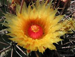 It depends upon the type of cactus. Cacophony Of Cactus At Huntington Botanical Garden