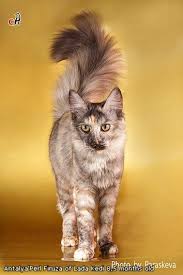 Rabbitheart She Cat Pretty Cats Cute Cats And Kittens Cats And Kittens