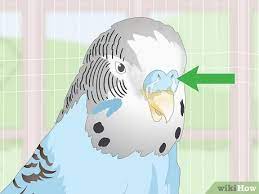 3 Ways To See If Your Pet Budgie Is Sick - Wikihow