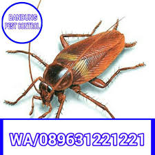 If You Need Free Facebook Cover Visit Http Freeefacebookcovers Net Pembasmi Nyamuk Lebah