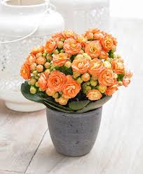 Double Flowered Kalanchoe Grandiva Orange Plant Flower Bulbs Bulb Flowers Flowers