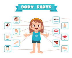 An exhaustive video of 52 external parts of human body. 7 783 Body Parts Kids Stock Photos And Images 123rf