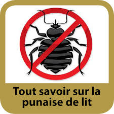 Toutes les habitations peuvent être infestées, et ce peu importe leur niveau d'hygiène. Ce Qu Il Faut Savoir De La Punaise De Lit Clinique Communautaire De Pointe Saint Charles