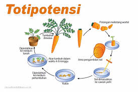 Umbi pada tanaman wortel mempunyai fungsi sebagai cadangan makanan yang didalamnya terdapat zat tepung. Pengertian Totipotensi Kultur Jaringan Manfaat Contoh