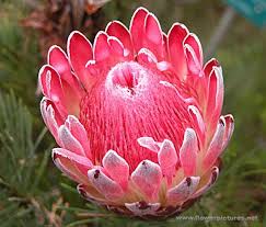 If you don't want to if you are a repeat customer and none of your information has changed, we can process the order for you with just a list of products, brands, and sizes. King Protea Protea Flower Protea Art Amazing Flowers