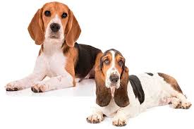 Beagle Versus Basset Hound What S The Difference Beagle Owner Press shift question mark to access a list of keyboard shortcuts. beagle versus basset hound what s the