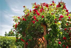 Maybe you would like to learn more about one of these? Einen Stilechten Cottage Garten Anlegen Tipps Von Haas