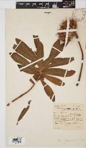 Image result for Platycaulos quartziticola