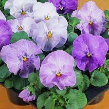 Pin On Pansy Seeds