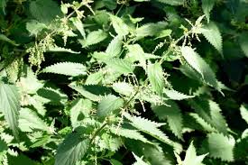 Image result for Urticaceae