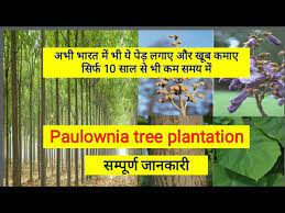 Check spelling or type a new query. Paulownia Tree Plantation Full Information In Hindi Youtube