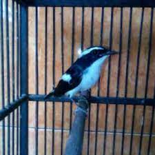 Harga burung ini yang relatif murah membuat semakin banyak orang yang membelinya karena biasanya harganya cukup mahal terutama jika menyangkut gacor. Decu Kembang Daftar Harga Burung Decu Terbaru 2021 Portal Informasi Kicau Mania Indonesia Terpercaya Download Lagu Decu Kembang Mp3 Dapat Kamu Download Secara Gratis Di Lagu Untuk Melihat Detail Lagu Decu