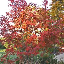 Serviceberry trees display white blooms just before their foliage emerges in early spring, offering some of the earliest sources of nectar for pollinators. Autumn Brilliance Serviceberry Spring Hill Nurseries