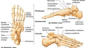 Left Foot Ankle Bone Anatomy Bone Anatomy Of Foot Anatomy Chart Body Foot Anatomy Ankle Anatomy Anatomy Bones