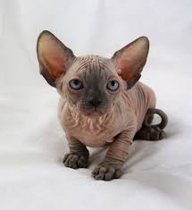 Black and white male skinderlop. Sphynx Kittens Sphynx Cats Indigo Sphynx Kittens Canadian Sphynx Cat Breeder Cattery Ny