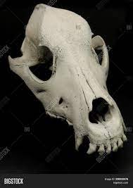 The best gifs are on giphy. Skull Dog Without Image Photo Free Trial Bigstock