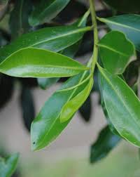 Image result for Warburgia ugandensis