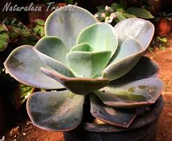 Vista Lateral De La Roseta De La Planta Suculenta Rosa De Bronce O Rosa De Plata Echeveria Gibbiflora Var Metallica Echeveria Suculentas Plantas Suculentas