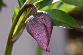 According to greek mythology, the daughters of the king of argos suffered from a form of madness that caused them to run naked, crying and mooing like cows through. How To Care For Your Hellebore Pruning Groasis House Of Helleborus