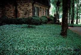 Oct 21, 2010 · the large red maple tree thrives in the wet soil of east texas and blooms in the winter and spring. East Texas Gardening With Keith Hansen