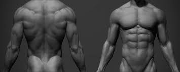 Human muscles enable movement it is important to understand what they do in order to diagnose sports injuries and prescribe rehabilitation exercises. Artstation Male Anatomy Ref Adam Skutt