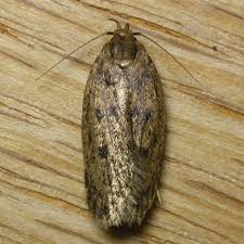 Green home pest control can help. Pest Advice For Controlling Brown House Moth