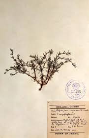 Image result for Polycarpaea corymbosa