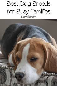 The Top 5 Best Dogs For A Busy Family Family Dogs Breeds Dog Breeds Best Dogs For Families