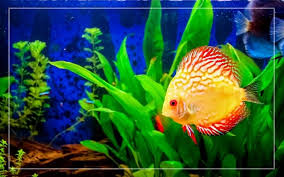 Care Guide For Discus Fish – The King Of The Freshwater Aquarium – Aquarium  Co-Op
