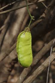 Image result for Mucuna glabrialata