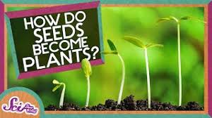 They rarely grow into plants. How Does A Seed Become A Plant Youtube